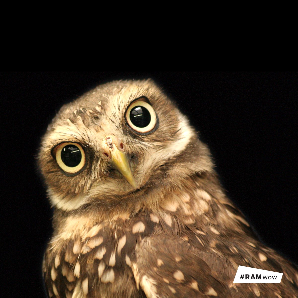 RoyalAlberta's tweet photo. Our Wonder of the Week is a burrowing owl! You'll see a family of #owls in one of our dioramas @ the new RAM. #RAMwow #ABnature #ABwildlife https://t.co/0APYjUmACi