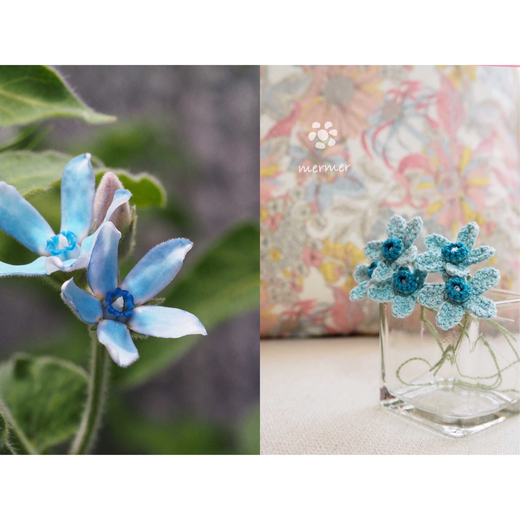 O Xrhsths Mercimer メルシメル Sto Twitter ブルースター さわやかな青色 星型の花を咲かす 初夏の花 庭の ブルースターが咲き始めました 花言葉は 幸福な愛 信じあう心 ブルースター オキシペタラム 瑠璃唐綿 花 Flower かぎ針編み ハンドメイド