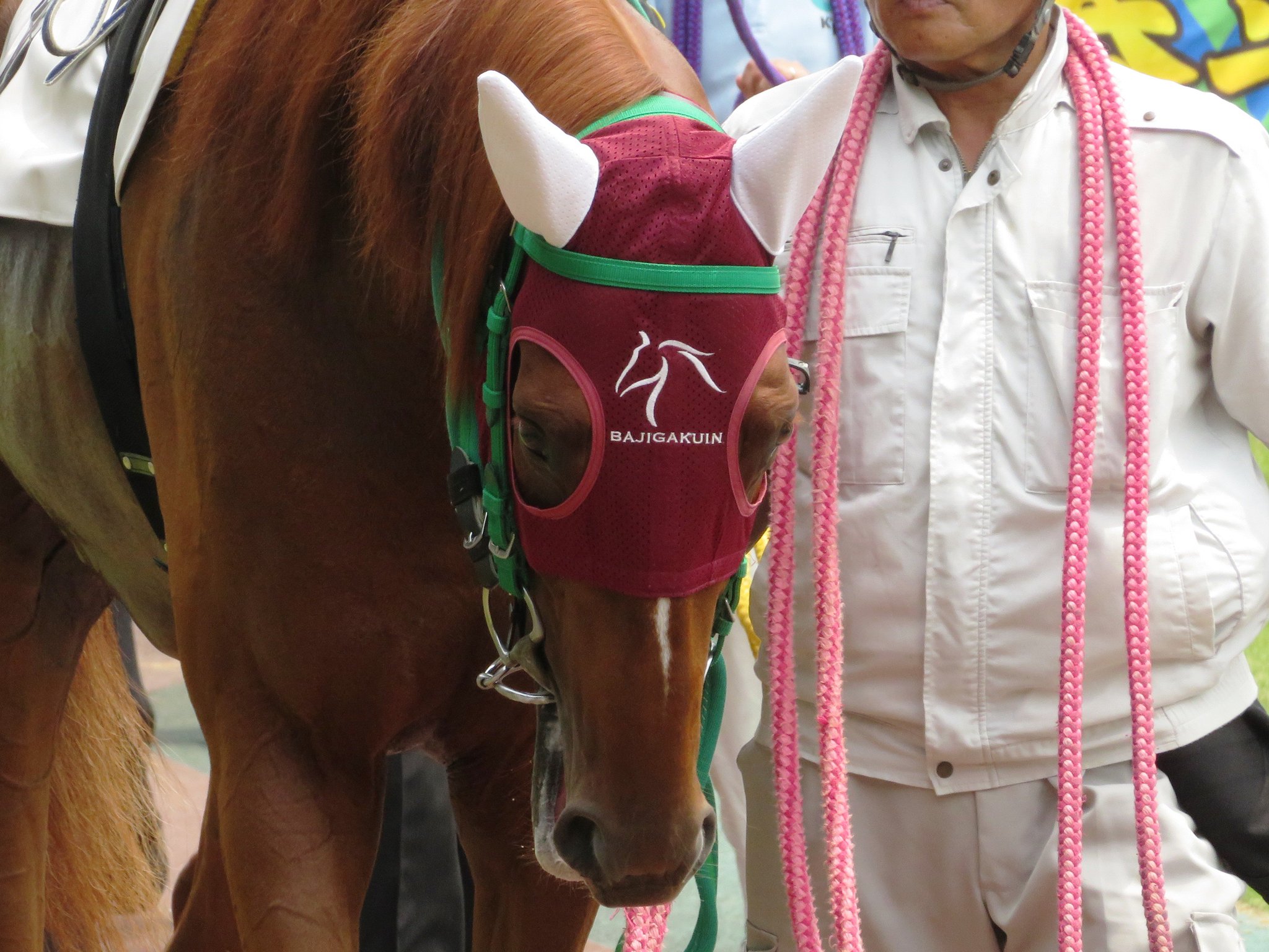 トサミドリ در توییتر 浦和競馬場 浦和１ｒ バジガクサリーレ フォロワーさんのお馬さん ジョッキーが騎乗してドヤ顔を披露 ゲート難なのか最初から目隠ししてのゲート入り