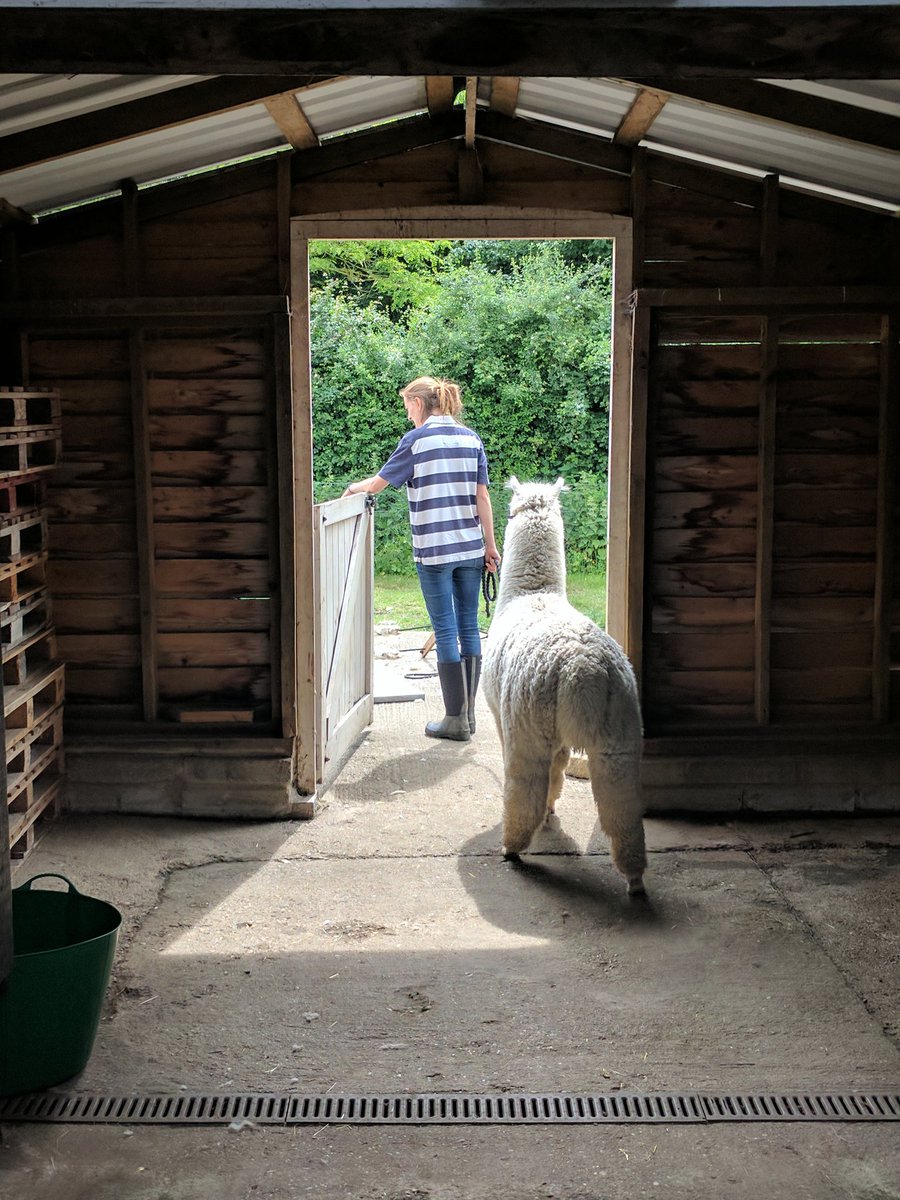 LoveLittleLotus's tweet photo. Fun on the farm with @tedandbessie #alpacas yesterday learning where alpaca wool comes from: https://t.co/XkQ5UUXJGf #ethicalfashion https://t.co/PlyAZknyyK