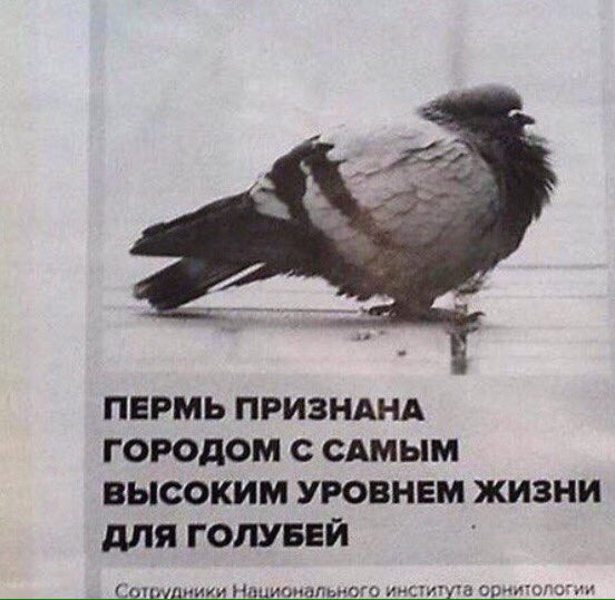 Пермский голубь