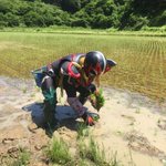 山寺宏一に対抗するヒーロー現る!「彼氏とデートなう」ではなく「彼氏と田植えなう」!