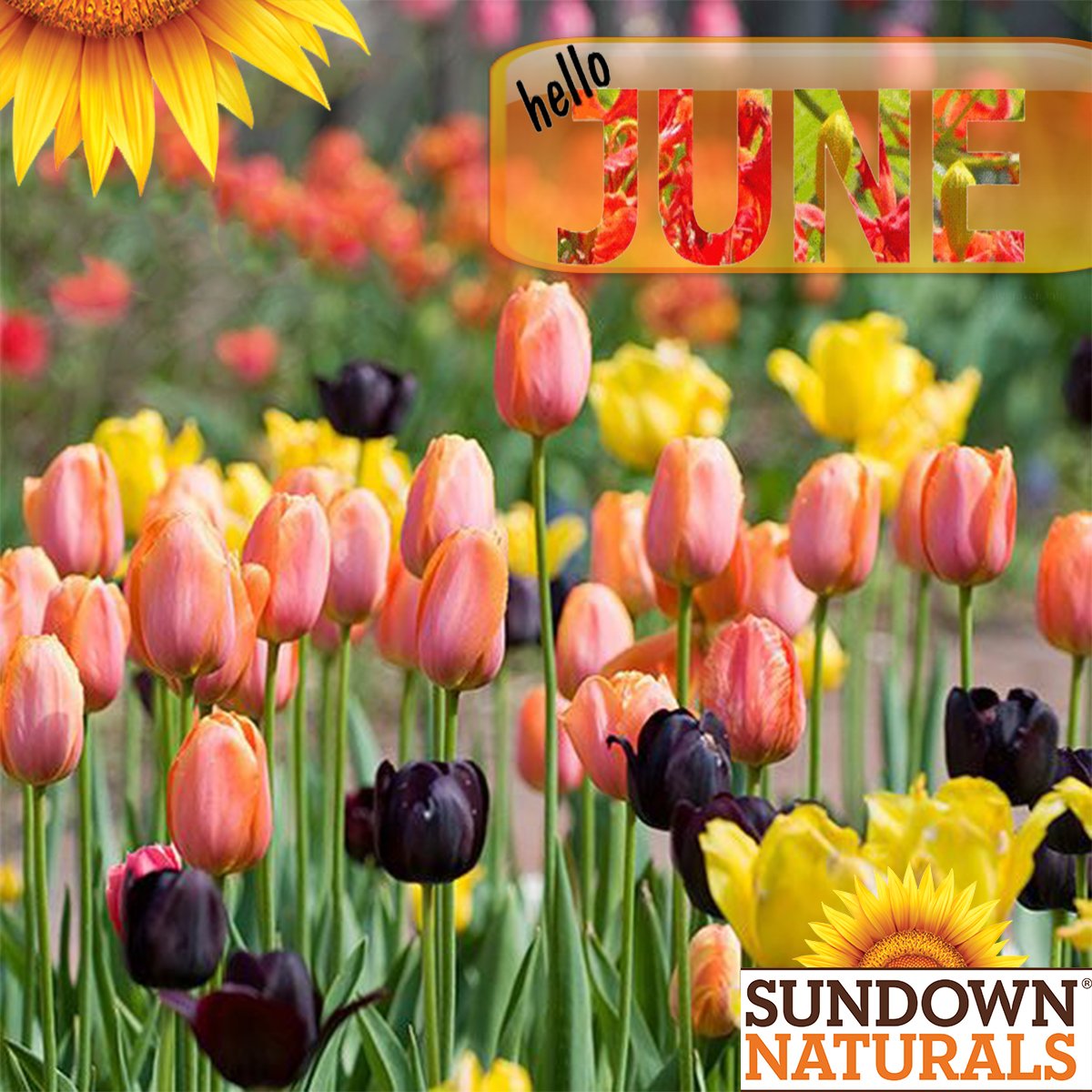 SundownJordan's tweet photo. Hello #June  #SundownNaturals #NaturalHealthSolutions https://t.co/EyrqLDXrXd