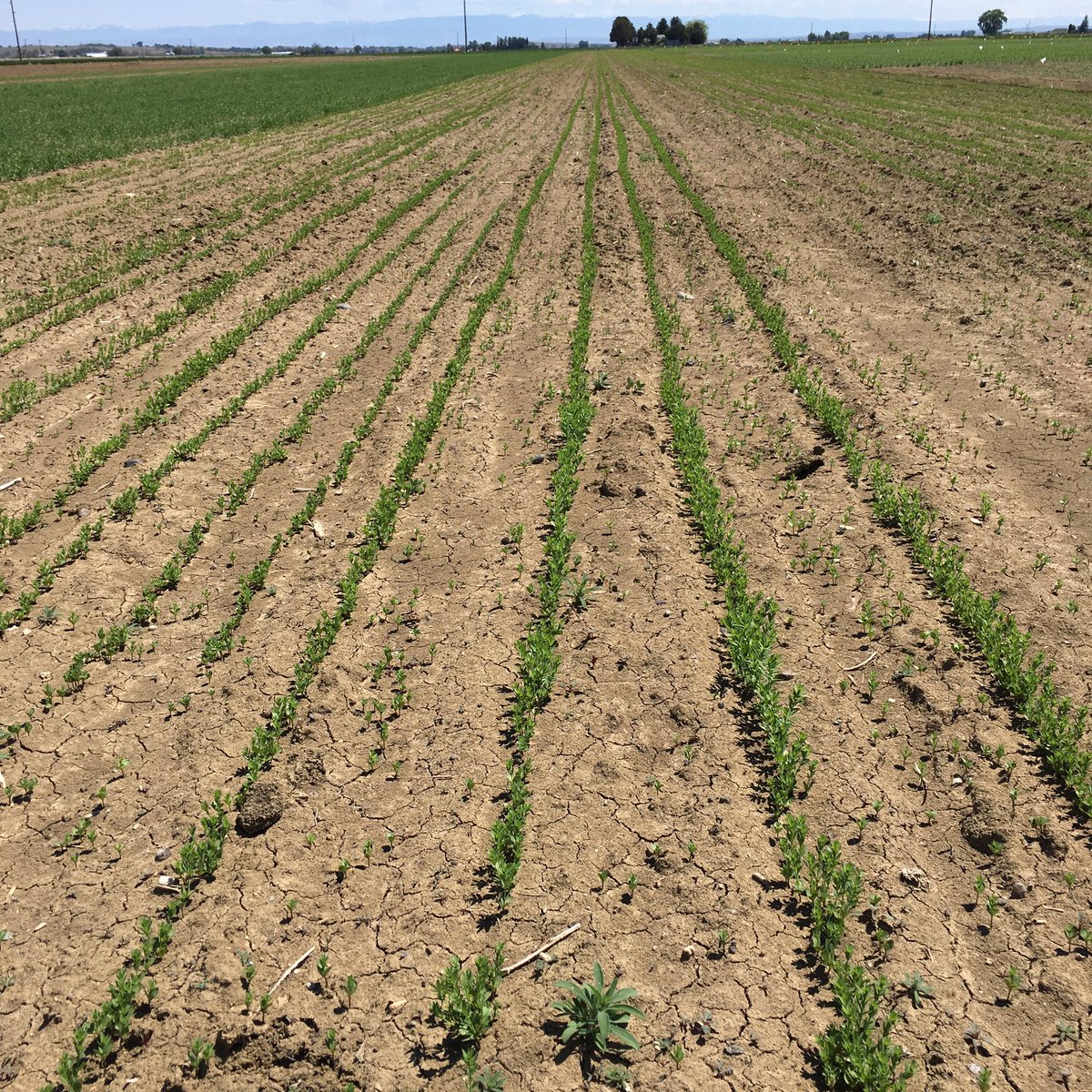 Thanks for the mention! dr_cait_lin: My flax trial is off to a good start at the Powell REC WyAgResearch UWyoExten…