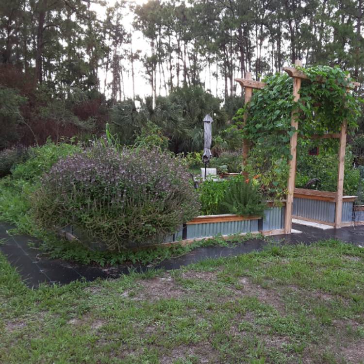 AlteredSanctuar's tweet photo. So far the garden is handling the summer heat just fine. The #africanbluebasil is enormous with #le... via @gardentags https://t.co/fPmGNY8pwW