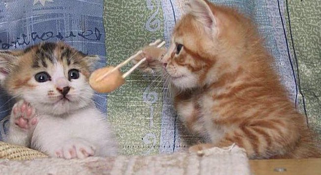 Resultado de imagen para おもしろい