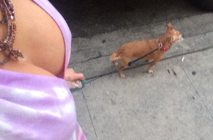 Out walking my pup(s) https://t.co/EctS3iVeYy<a href="/tag/bigasstits"class="tags"><span>#bigasstits</span></a><a href="/tag/boobathon2016"class="tags"><span>#boobathon2016</span></a>