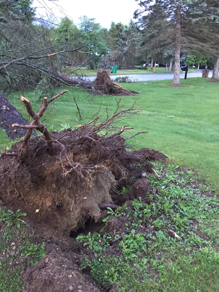 acramer78's tweet photo. @JLaytonTV @CBSNewYork Around a dozen trees in the neighborhood uprooted https://t.co/q0IRje9FQd