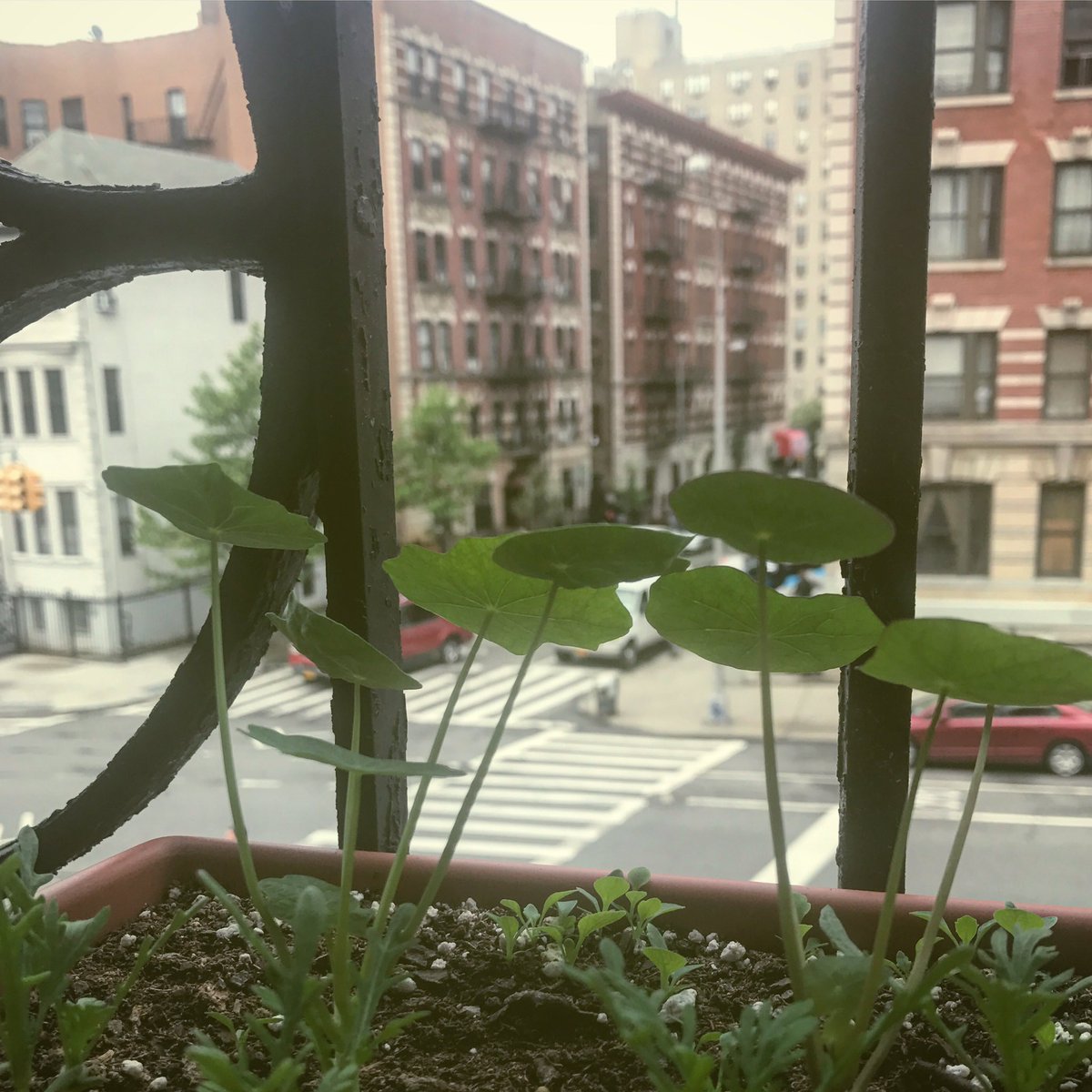 LocalPlantPro's tweet image. Spring Is springin' in NYC