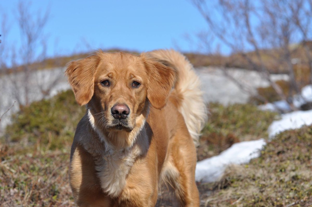 VikingPornFan's tweet photo. @HeyyGianna Cute :) Sansa says hi :) #goldenretriever #Norway #Arctic https://t.co/wAVRCbTQRC