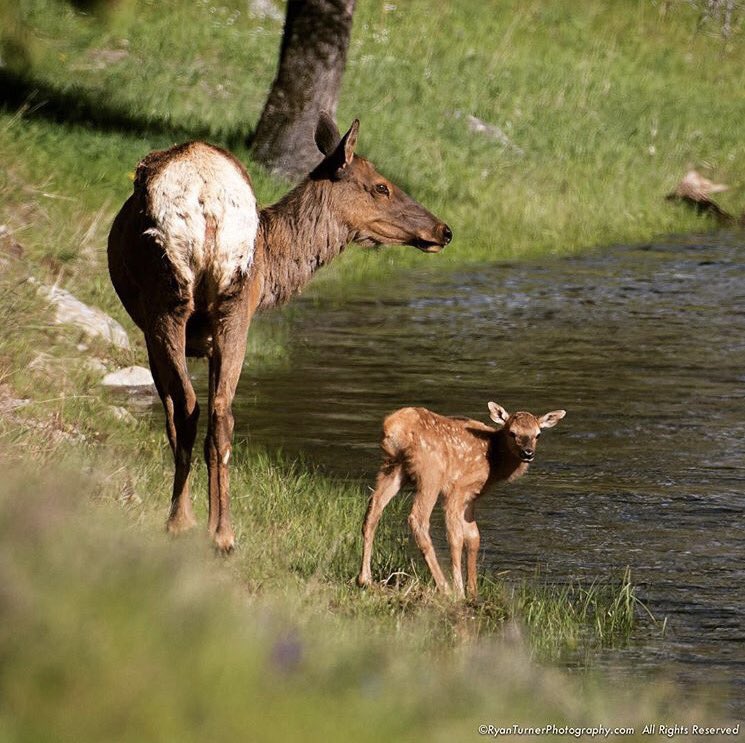 #WildlifeWednesday is always better when there are baby animals involved! 📷: @RyanTurnerPhoto