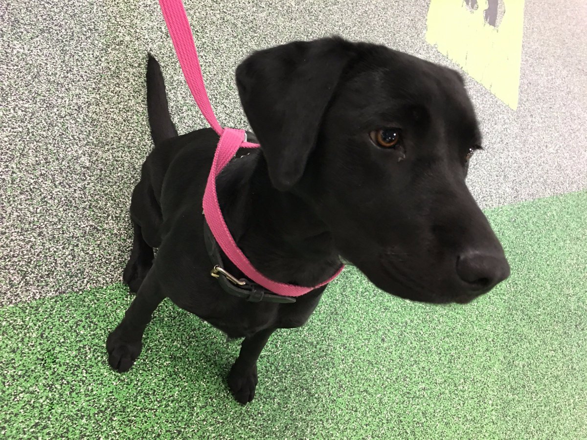 DAFFgov's tweet image. Our #DetectorDog trainee Jewell donned her pink lead today in support of #SheLeads2017 | @SheLeadsCBR