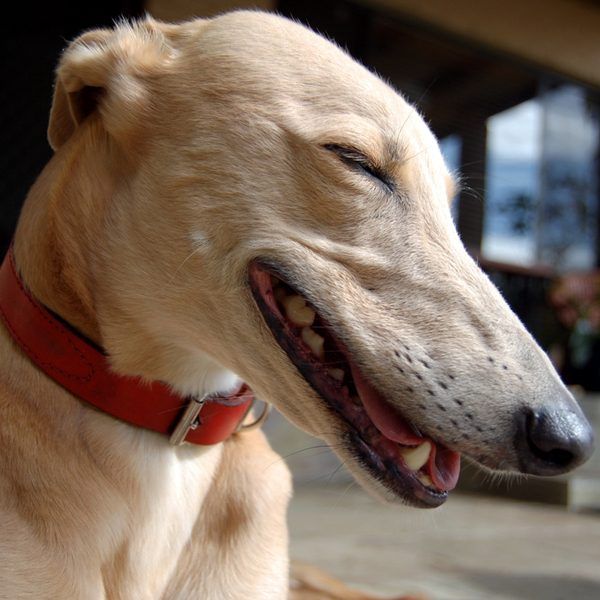 MyDogAlerts's tweet photo. Do Dogs Laugh? https://t.co/1qjBLTdh99 #dogs https://t.co/A4BLH5lvjx