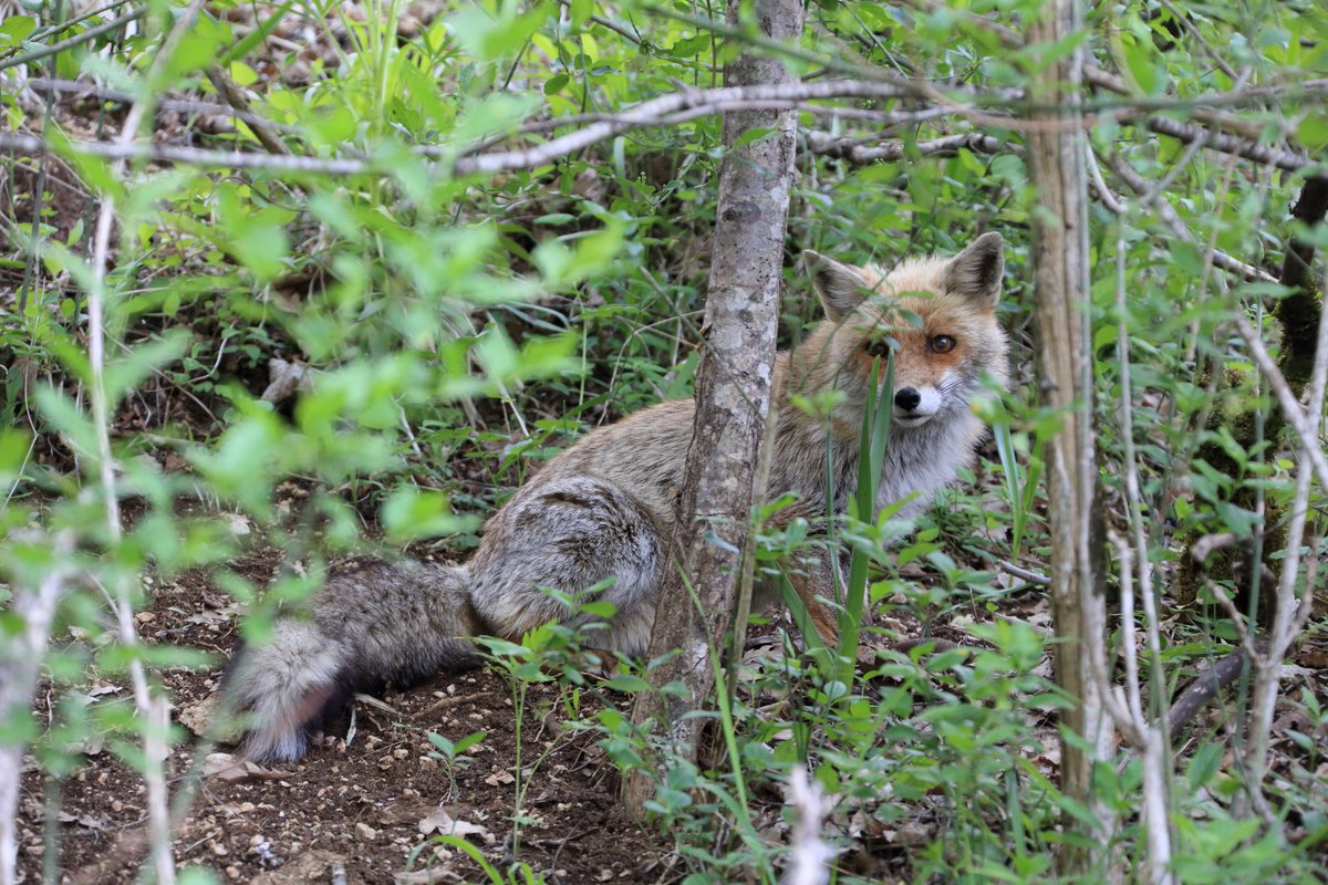_technophil_'s tweet photo. Fox waiting food! 🥘🦊
Parco Na. d’Abruzzo, Lazio e Molise. Italy.  1/60 s, f/8, ISO 3200, 180mm, EOS 6D + EF 28-300 L
#fox #nature #wilditaly https://t.co/1TkEQs7o6u