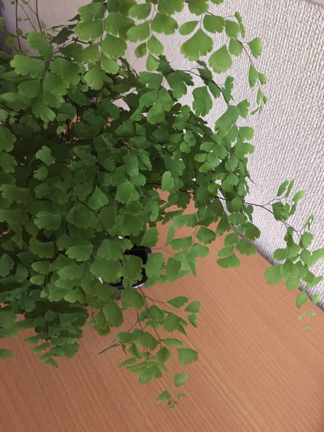 かぼちゃ 観葉植物だと思うんだけど名前がわからないー 植物詳しい人教えておくれー T Co Avulpafj31 Twitter