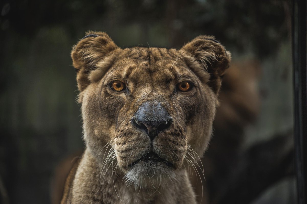 wallpapertag's tweet photo. Классные обои с животными 🦁 здесь https://t.co/mGLM9UD29X https://t.co/gM4Gv1PymO