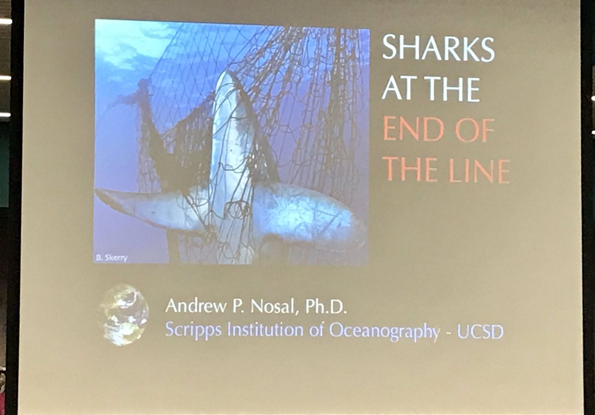 RoderickGayta's tweet image. Learning about shark conservation during Ocean Week #sbsdssf #sbsdedu