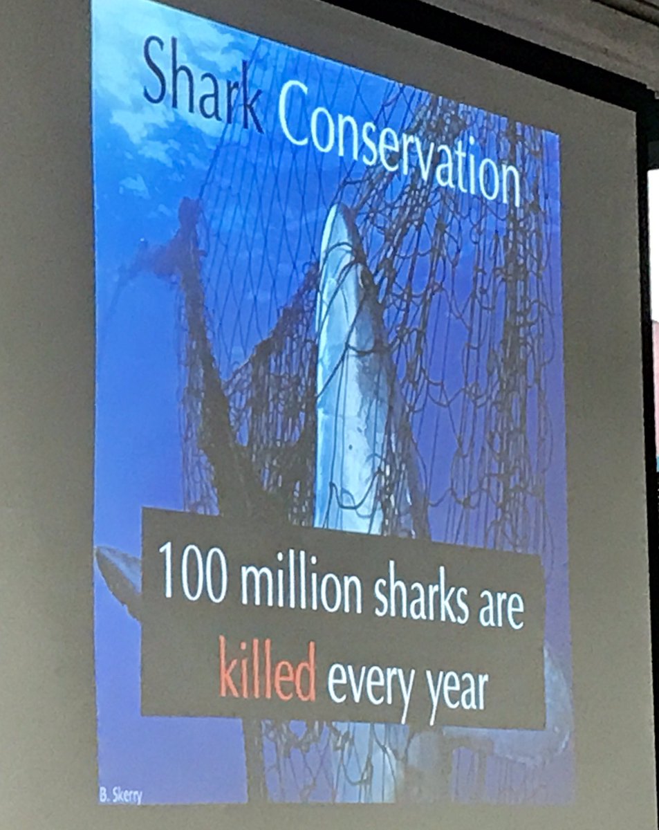 RoderickGayta's tweet image. Learning about shark conservation during Ocean Week #sbsdssf #sbsdedu