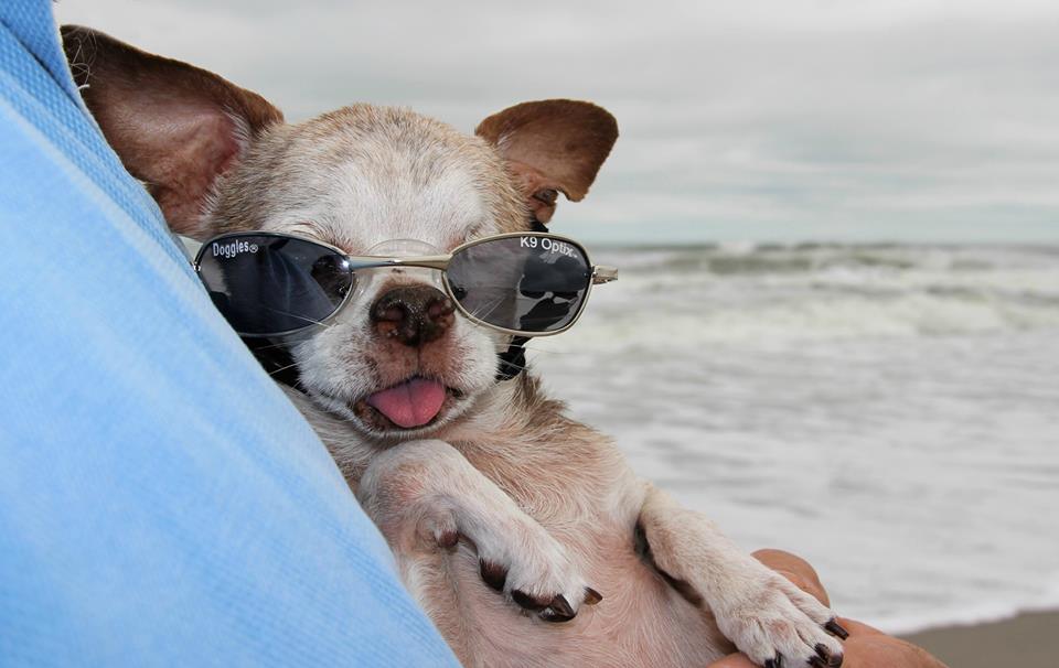 VOTE DAILY and let's win $10,000 to help carry on Harley's mission bring an end to #puppymills.tradablebits.com/tb_app/439586?…