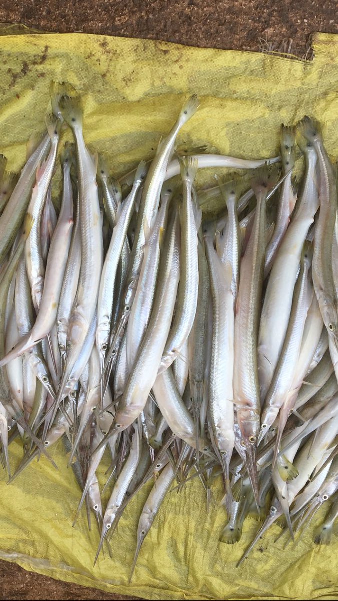 Lunch lined up- Negombo fish market 🇵🇹