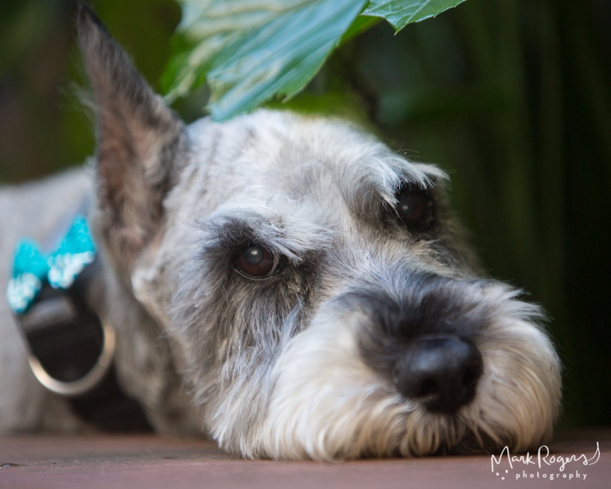 SF_DogPhotog's tweet photo. Boomer the #senior #schnauzer demonstrates proper use of a fig leaf https://t.co/AtsLDrBxqC