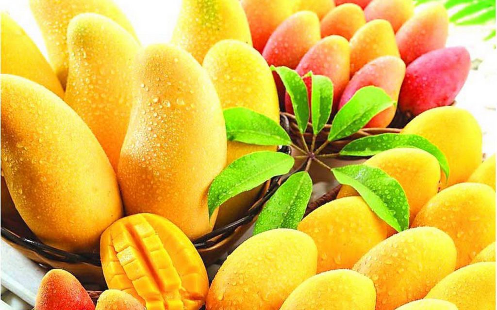 EaseMyTrip's tweet image. 10 of the Most Popular Mango Varieties in India.
Visit: goo.gl/Ky9ycN
#MangoVarieties #PopularMangoes #MangoesinIndia