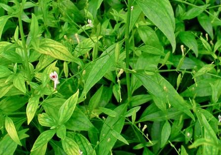 Sambiloto merupakan tumbuhan yang cukup terkenal sebagai tanaman herbal atau yang memiliki khasiat sebagai obat.
(Andrographis paniculata)