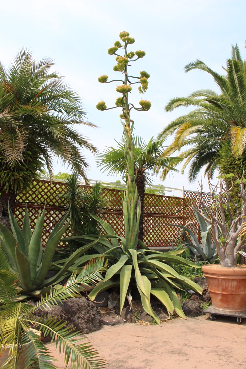 咲くやこの花館 本日 アガベ フェロクス が開花しました メキシコ原産 で 生長に時間を要し 厳しい環境で生育するので花 を咲かせると枯死してしまします 出入り口付近に 開花後のアガベも展示しておりますので合わせてご覧ください 数十年に