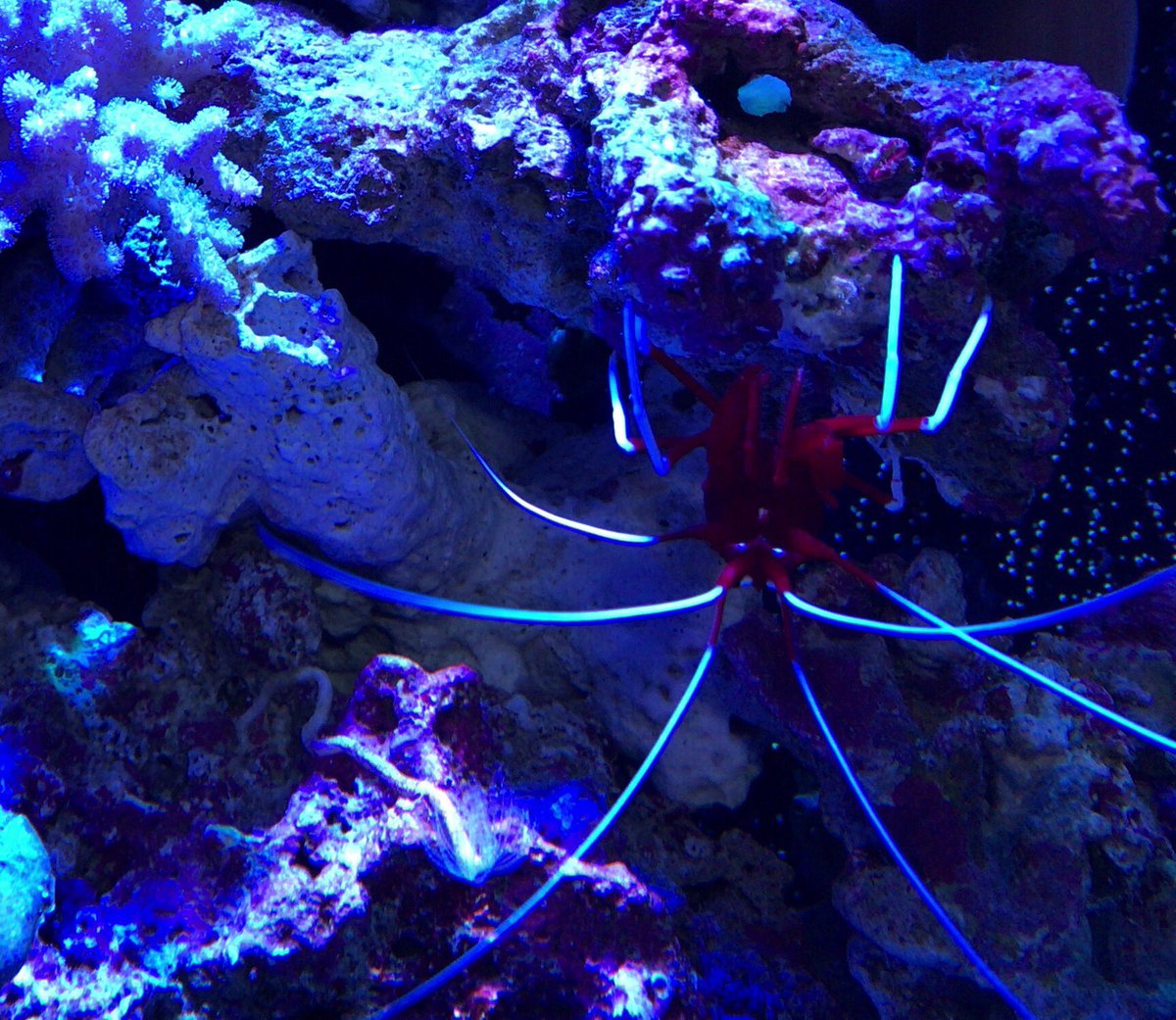 miniaqua tweet media