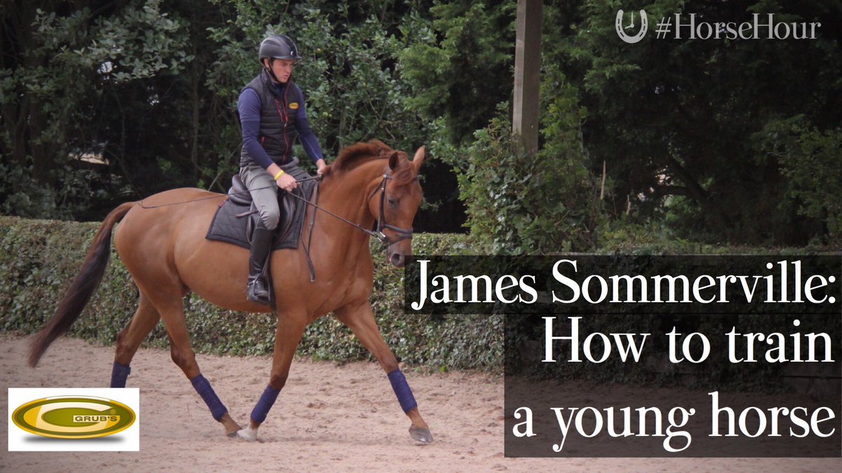 Get advice on training a youngster with <a href="/JamesSommervil1/">James Sommerville</a> at horsehour.co.uk/tips-on-traini…. HT <a href="/GrubsBoots/">Grub's® Boots</a> #HorseHour