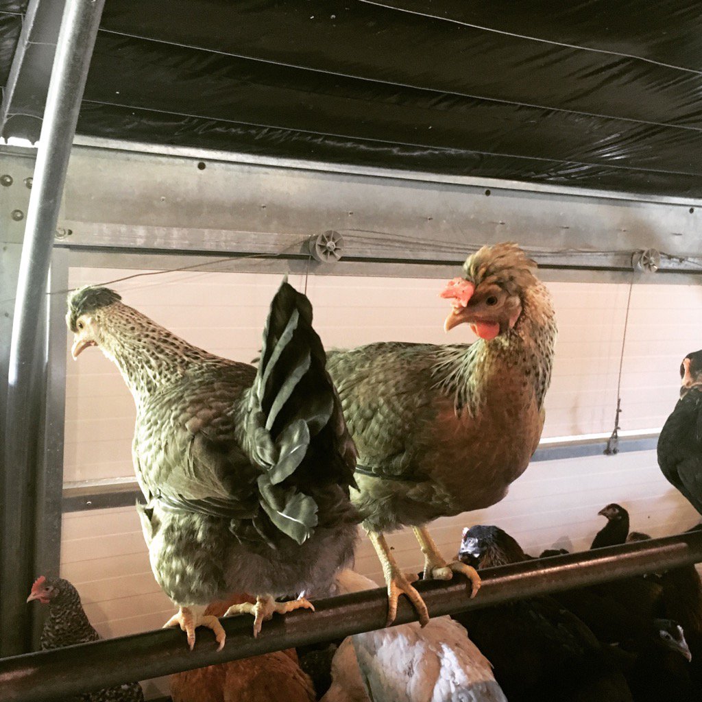 CacklebeanEggs's tweet photo. A beautiful pair of Cream Legbars 💕🥚🐓#CreamLegbars #Gorgeous #PureBreeds #CackleBean https://t.co/raw9PzN23l