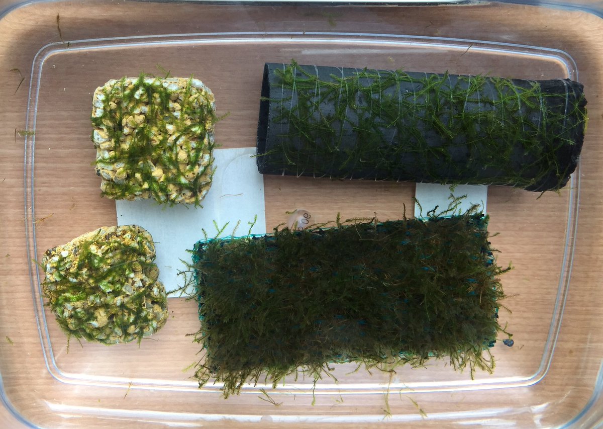 豆柴みのり ウィローモスを自前で増やしてみよー 竹墨と麦飯石に活着してみました さぁどうなるかな ˊ艸ˋ 楽しみだー ますます何のブリーダーかわからなくなるねー メダカ ウィローモス 豆柴みのり ウィローモスを自前で増やしてみよー 竹墨と麦飯石に活着してみました さぁどうなるかな ˊ艸ˋ 楽しみだー ますます何のブリーダーかわからなくなるねー メダカ ウィローモス