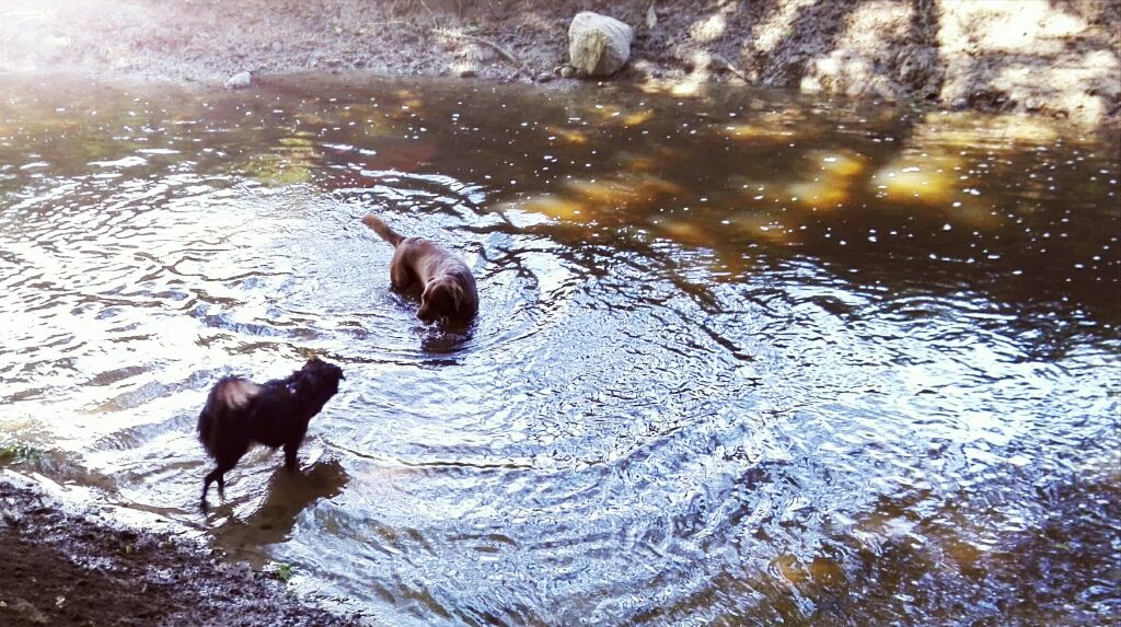 mayathedog2's tweet photo. Habe eben auf dem Spaziergang eine Freundin getroffen, das war sehr schön am Wasser  🐾🐾🙂🙃 https://t.co/A7Uqn713kj