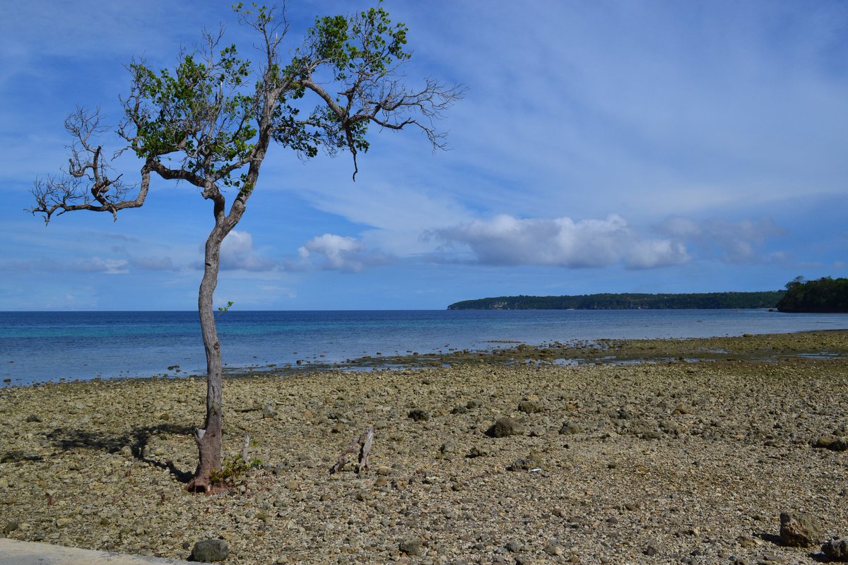 Volleontour's tweet photo. The lonely tree 😍😃

#travel #traveling #travelblogger #lovetotravel #nature #earth #naturephotography #naturelover #nature_perfection #tiut https://t.co/uDHpDSv7Cy