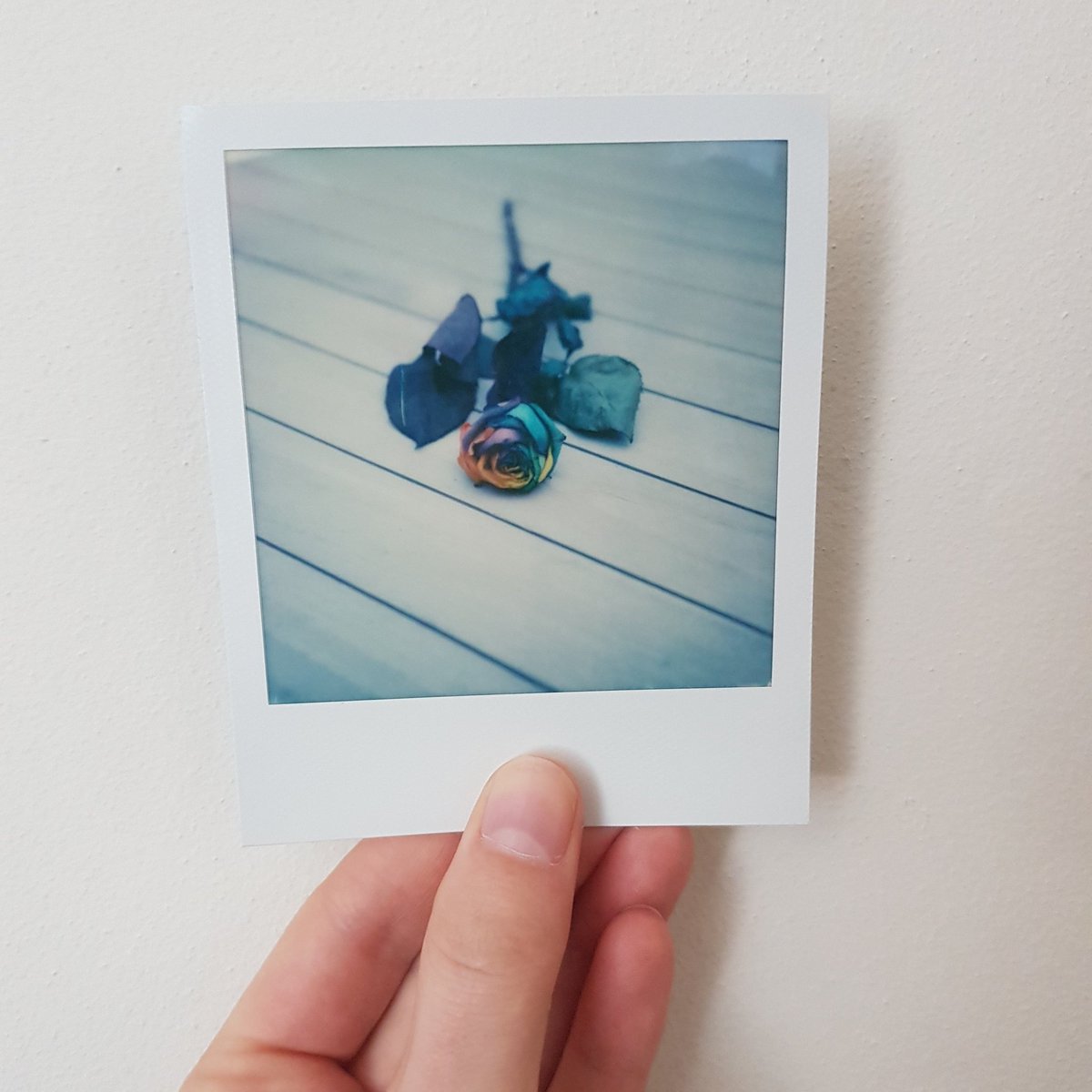 Marloeshi's tweet photo. #makerealphotos #theimpossibleproject #sx70 https://t.co/98EauDu8zL