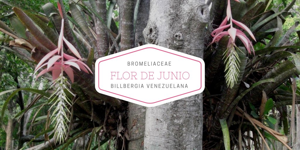 LasCorocoras's tweet photo. Bienvenido #Junio! Así le damos apertura a este mes en #LasCorocoras
#BuenDia #FlorDeJunio #Bromelia #Parque #Naturaleza #Flora https://t.co/aeNHfdTMGF
