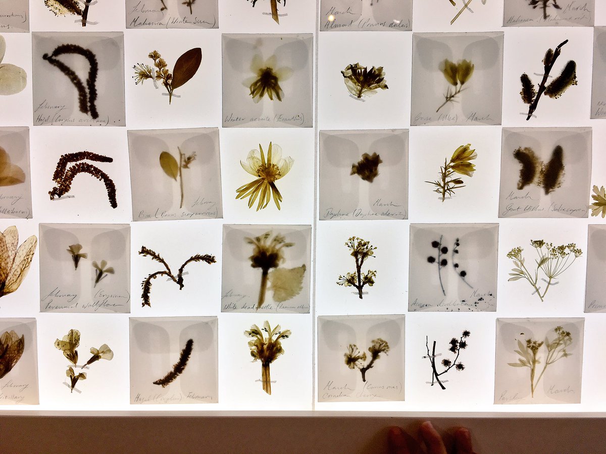 par_avion_co's tweet photo. Also great to see incredible pressed flower lightbox by Amy Shelton &amp; check out the #BeeBrick by fellow #DWA15 shortlisters @GreenandBlueUK https://t.co/miR1JcCRPz