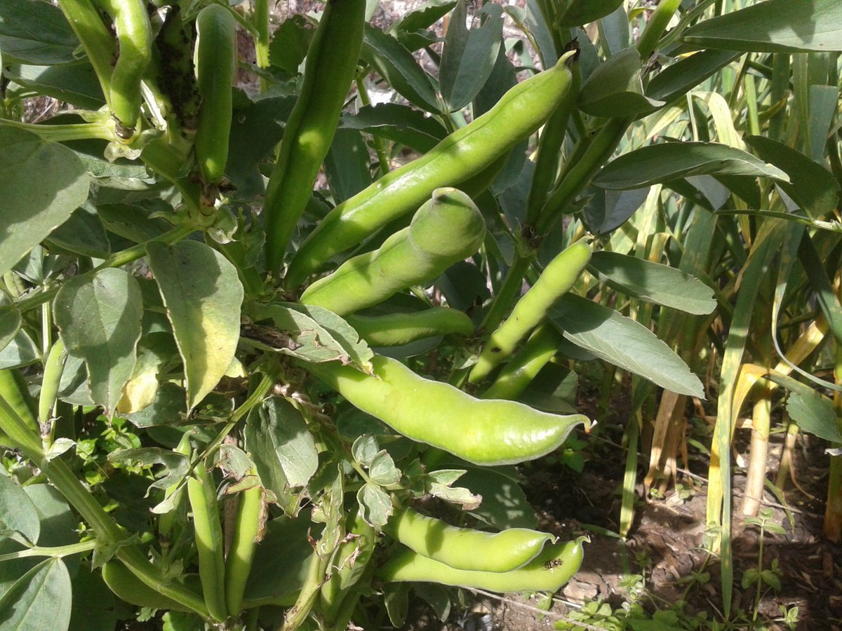 Turpin101's tweet image. It's June and the weather feels very summery today. Here's what's in season this month: roomforaradish.blogspot.co.uk/2015/06/whats-… #June #seasonality