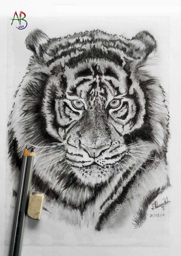 abhi_nand5's tweet photo. #tiger #pencildrawing #3hourswork #vismayasmax https://t.co/uxv5d1ZprC