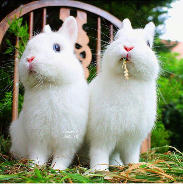 RGB_RedEspresso's tweet photo. #pinchpunch First of the month, Happy 1st of June #ThurdayThoughts
They're here again... #WhiteRabbits #1stofjune #June #redespresso https://t.co/xpfR7OxEve