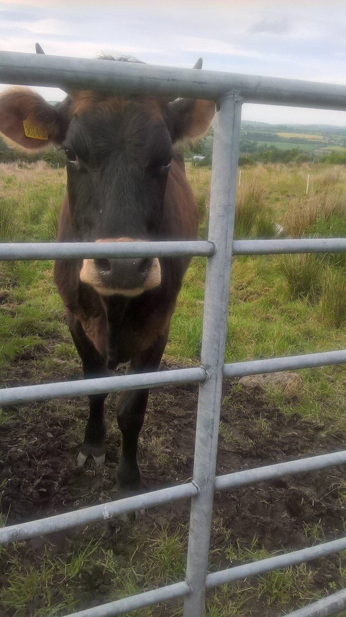 joniparke's tweet photo. me favourite things in life at present...... isn't the cow adorable 🤠 https://t.co/GsRdPFSXpY