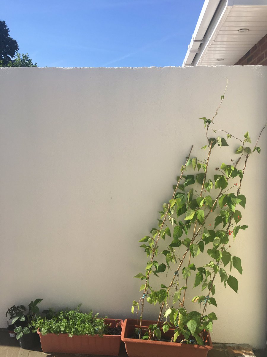 StrongstemsHE's tweet photo. #TeamAwan patiently waiting for the beans to appear, and possibly carrots! While beans want to go next door for a visit! #sowandgrowuk https://t.co/fW7yfHNczH