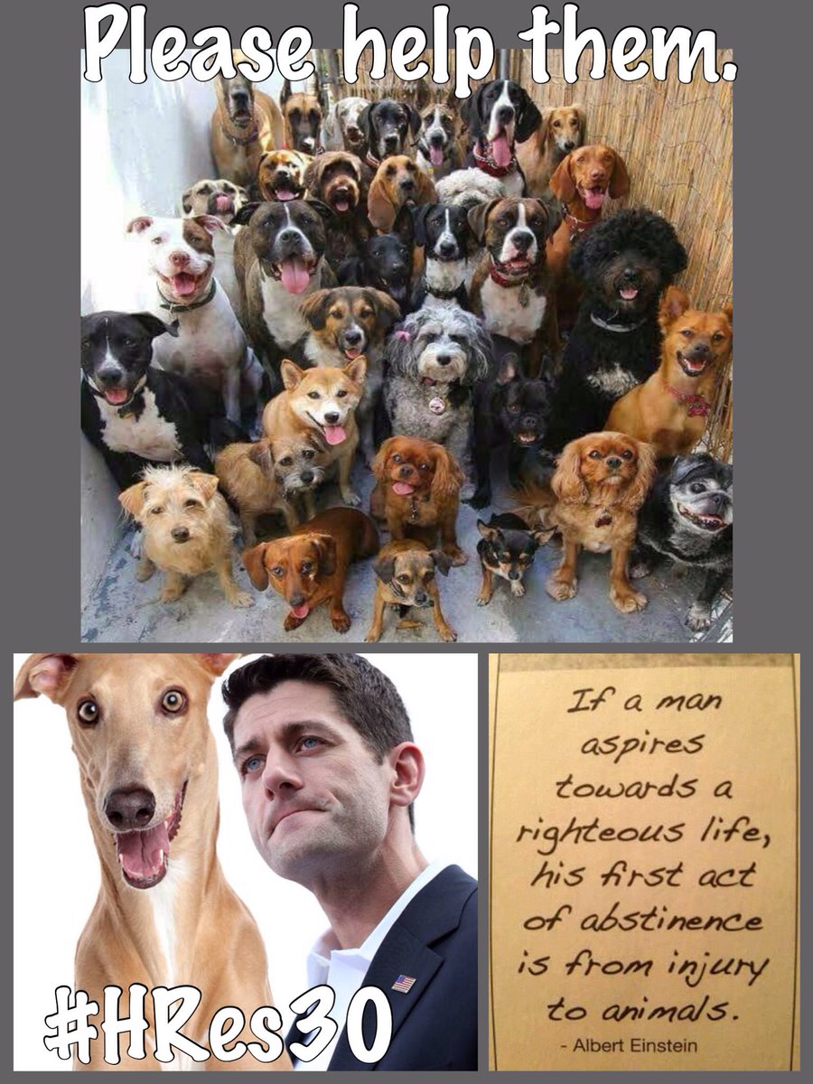 JustAnimals_'s tweet photo. #Yulin Dog Torture Festival Starts June 21, 2017 - Speaker of the House @SpeakerRyan Stop the Torture ✍➡️https://t.co/Qagth29seq via @Change https://t.co/X0jW8qXmfw
