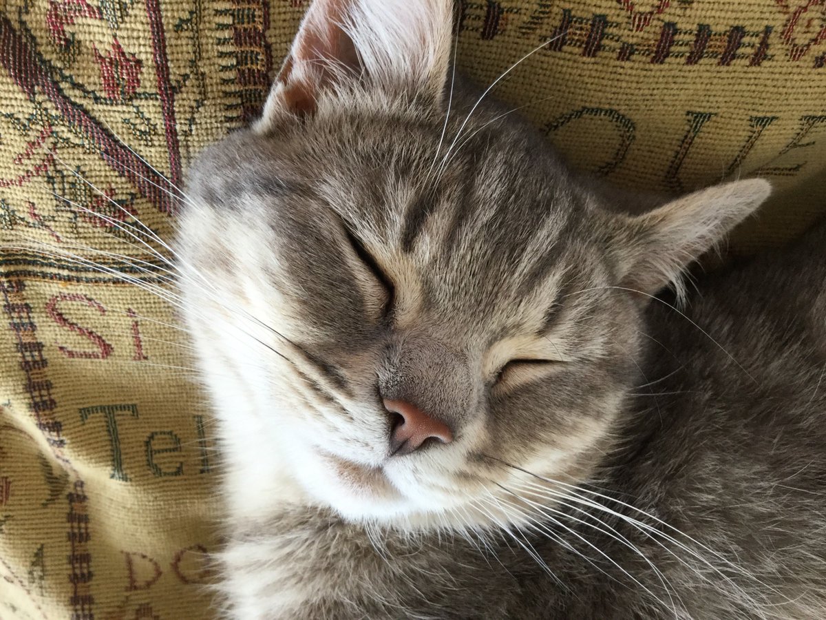 fanzelforever86's tweet photo. Stretching and napping #Charliebaby #cat #furbaby https://t.co/S9h3lNal5z