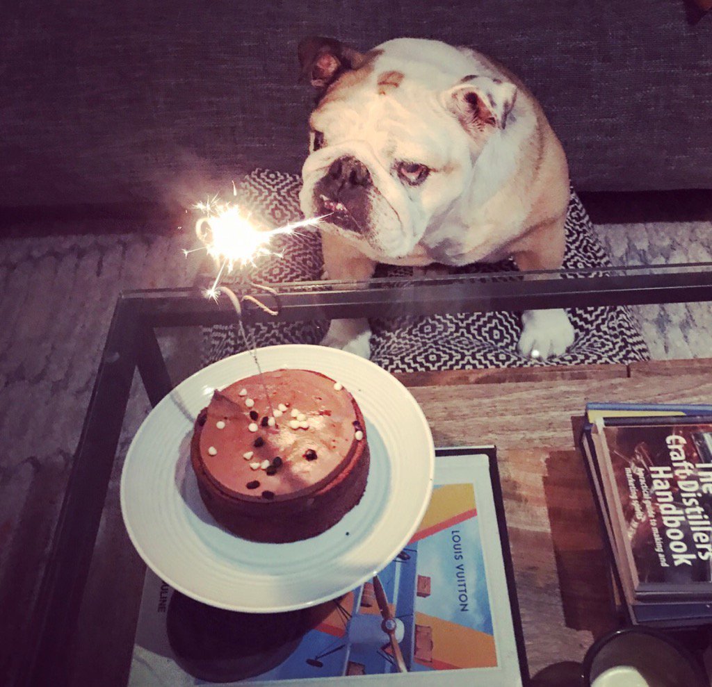 dognamedchopper's tweet photo. After a fab birthday dinner you get....CAKE!!! (and its perfectly acceptable to be a little scared of the sparkler) https://t.co/xxnL2ufCMM