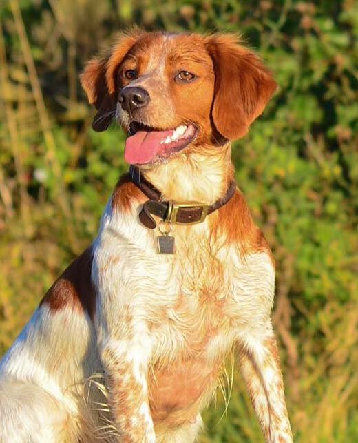 dogworldnews's tweet photo. Thank you to Lindsey Stevens for sending in this photo of #Brittany Pixbrook Joyrider at Sanbosier. Email newsletter@dogworld.co.uk #dogs https://t.co/U7fVNHlCZ7