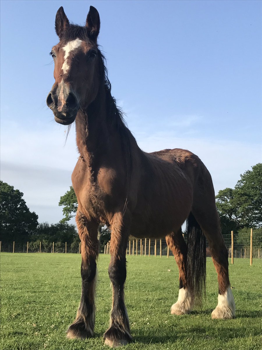 Our beautiful Eva has come so far since her rescue. #theretreatanimalrescue #horseteam #safeandloved