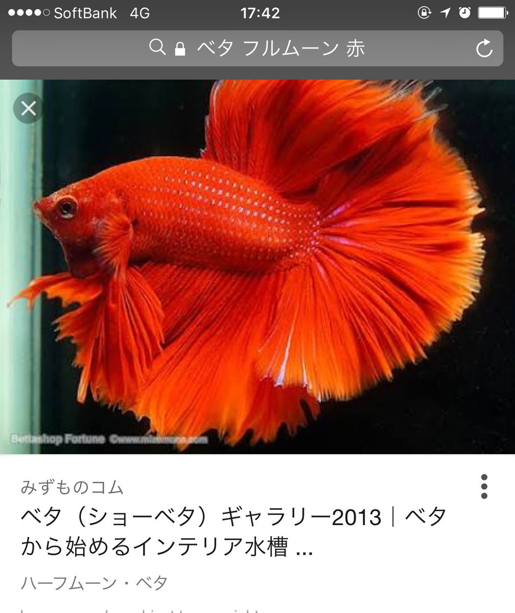 おさかな観察ベタの飼育日記17 Togetter おさかな観察ベタの飼育日記17 Togetter