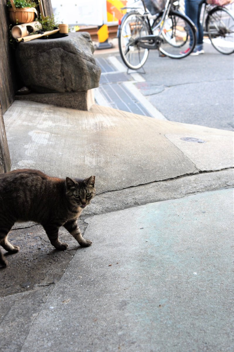animalonomichi's tweet photo. もう６月なんですね🍀
蒸し暑いですけど
ブリンブリンに
ガンバっていきまっしょ٩( ''ω'' )و
#尾道　＃onomiti　#おのミュ
#iBLING BLING　#iKON 
    https://t.co/ZS5SWMJ6ul https://t.co/EAMMdvaf1s