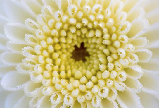 Want to grow your own #herbal #teas? Find out more from <a href="/guardian/">The Guardian</a>  here: ow.ly/eMgB30cdvGm